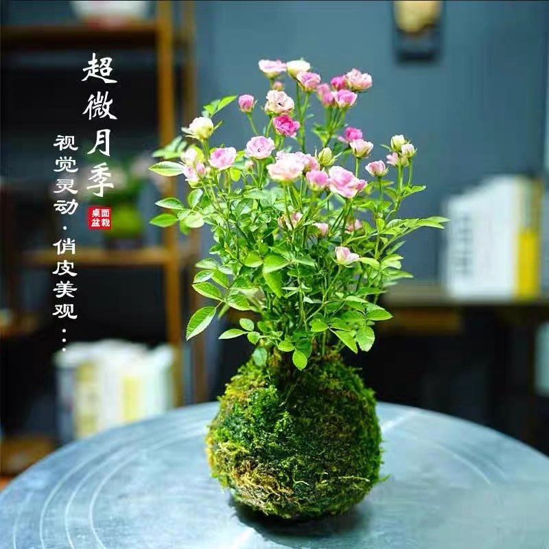 带花苞四季开花迷你超微型月季苔藓球阳台净化空气V办公桌面绿花