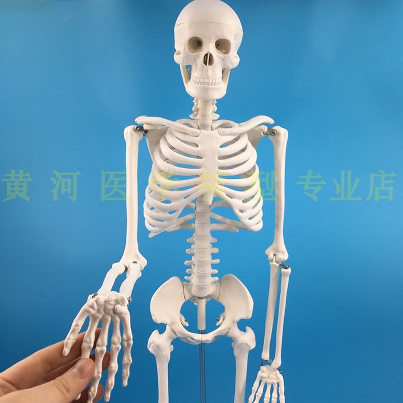 85cm人体骨骼模型 全身骨架人体模型成J人小骷髅教学模型脊椎模型