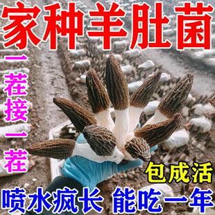 羊肚菌菌种蘑菇种植包盆栽儿童可食用阳台室内家庭自种食用菌包袋