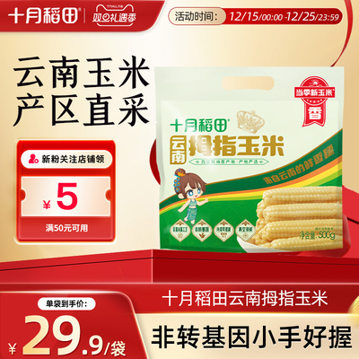 十月稻田云南西双版纳拇指玉米