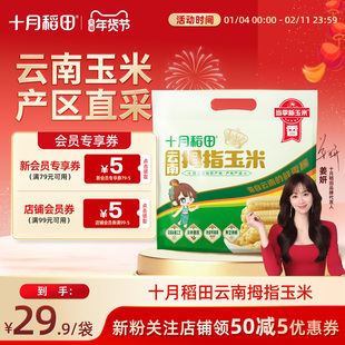 十月稻田云南西双版纳香糯花糯拇指玉米甜糯粗粮真空包装儿童早餐