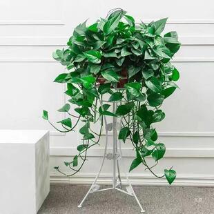 绿萝办公大盆室内大叶客厅吸水植物花绿箩绿植花卉盆栽绿罗长藤款