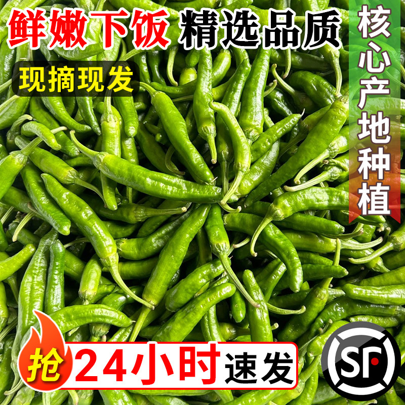 樟树新鲜嫩皮薄香辣椒湖南岳阳港产地现摘顺丰直达农家下饭菜青椒