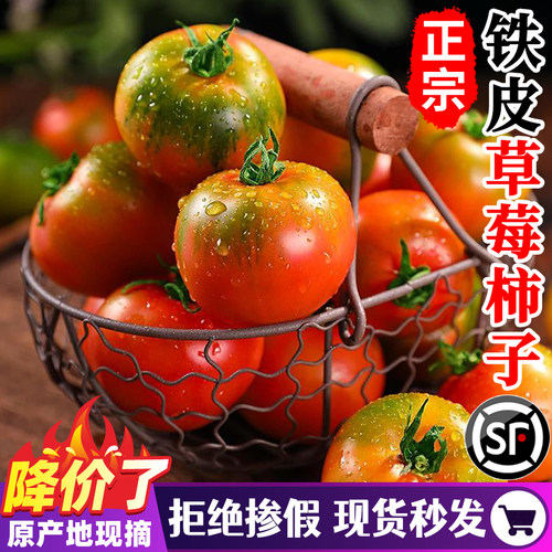 正宗丹东草莓柿子5斤西红柿新鲜碱地铁皮柿子自然熟生吃水果番茄