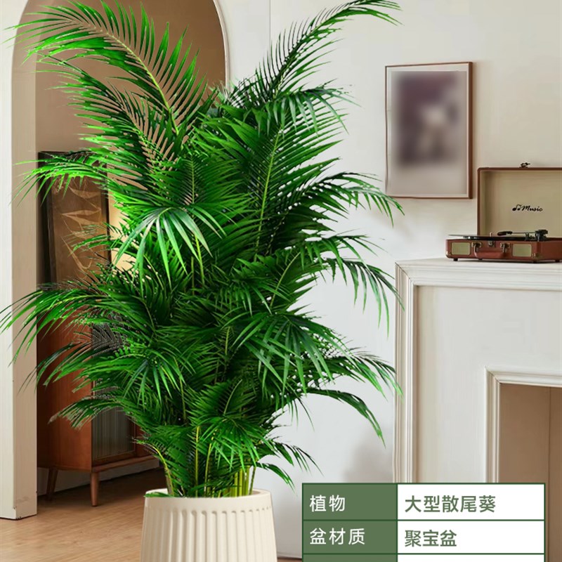 .大型散尾葵植物盆栽客厅绿植物室内禄植物门前办公室除甲醛凤尾