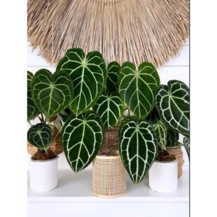 克莱恩水晶花烛盾叶奢华火鹤后王铜锣烧撕裂纹植物盆栽室内好养