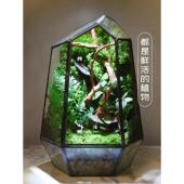 苔藓微景观雨林生态瓶缸青苔室内绿植创意桌面盆栽迷你植物小摆件