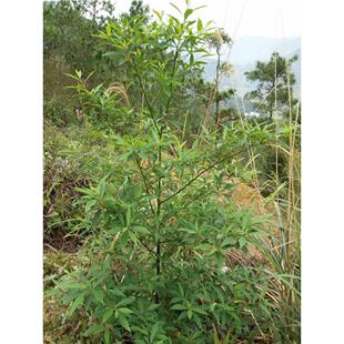 山苍子树苗木姜子山胡椒腊梅柴滑叶树香叶子香料盆景庭院地栽