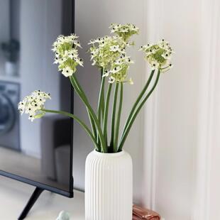 天鹅绒鲜花伯利恒之星高端稀有小众花材家庭瓶插花艺婚庆手捧花束