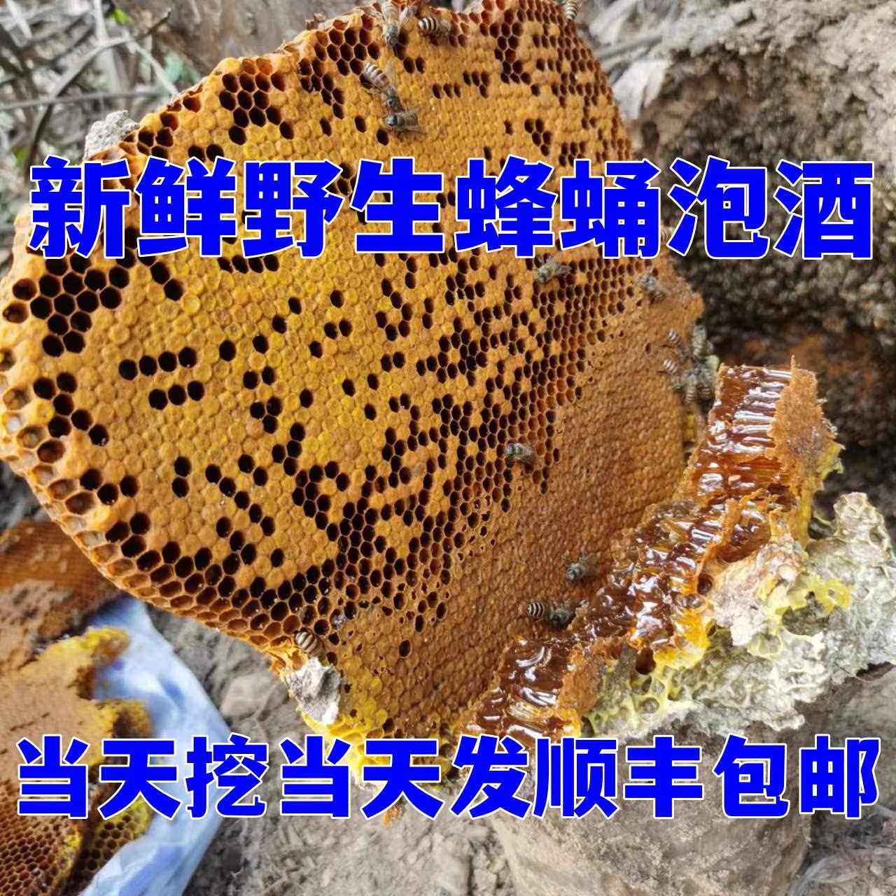 新疆包邮新鲜蜂蛹泡酒野生蜜蜂巢泡酒蜂窝渣蜜泡酒蜂窝房带有花粉