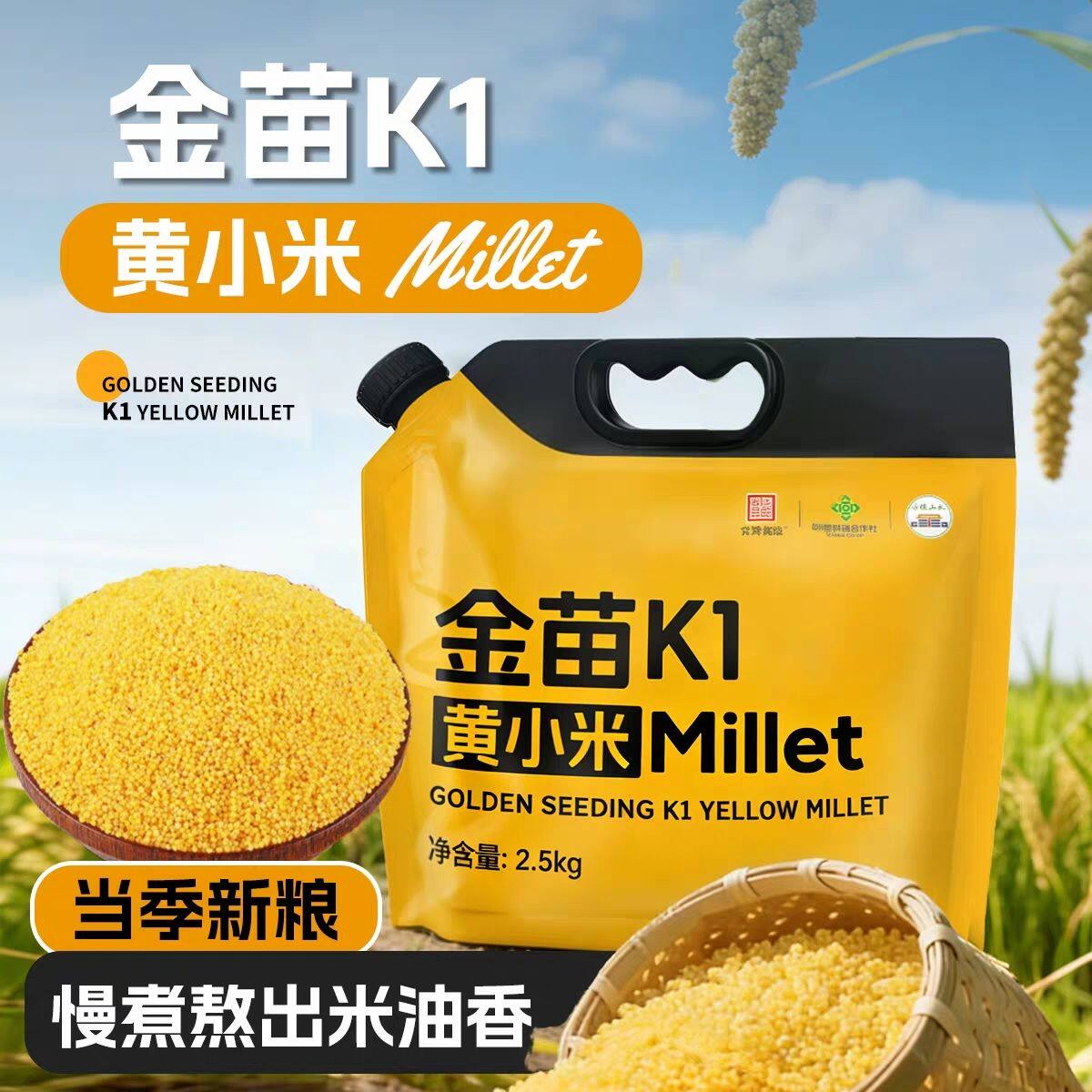 2025内蒙正宗金苗K1黄小