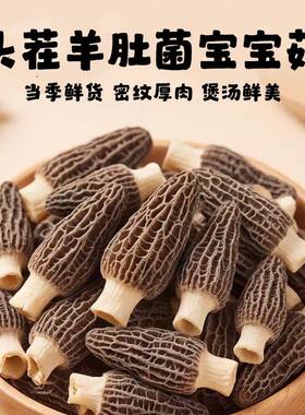 巨鲜羊肚菌四川金堂茬滋