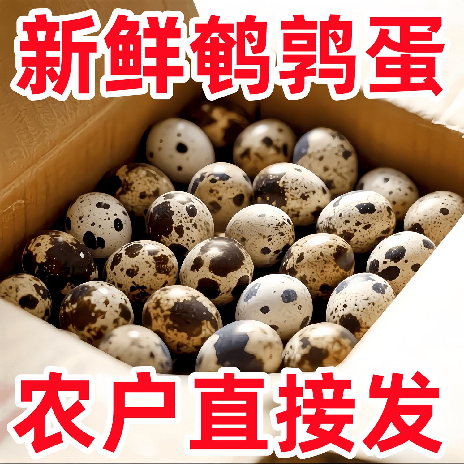 捡现发新鲜生鹌鹑蛋农家杂粮喂养儿童宝宝高蛋白营养辅食现捡现发