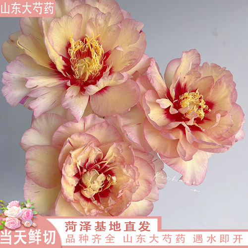 【现货】凯莉的记忆  博哥芍药鲜切花
