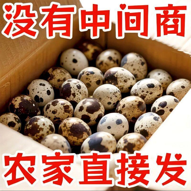 农家新鲜鹌鹑蛋杂粮喂养现捡现发整箱批发儿童宝宝高蛋白营养辅食