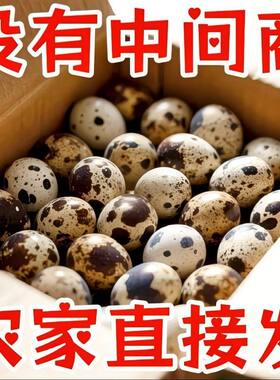 农家新鲜鹌鹑蛋杂粮喂养现捡现发整箱批发儿童宝宝高蛋白营养辅食