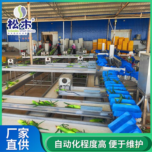 玉米分选机多通道长度分拣机苞谷重量分级机玉米长度检测分选机