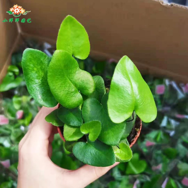 蕨类微景观水陆缸盆栽造景蕨DIY植物苔藓青苔狼尾蕨珊瑚蕨铁线蕨