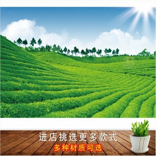 茶园自然风景画采茶园茶山图绿色田园风光茶叶茶馆装饰画墙贴画