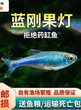 蓝刚果灯鱼小型热带鱼蓝色灯鱼群游鱼七彩闪光蓝线灯科淡水草缸鱼