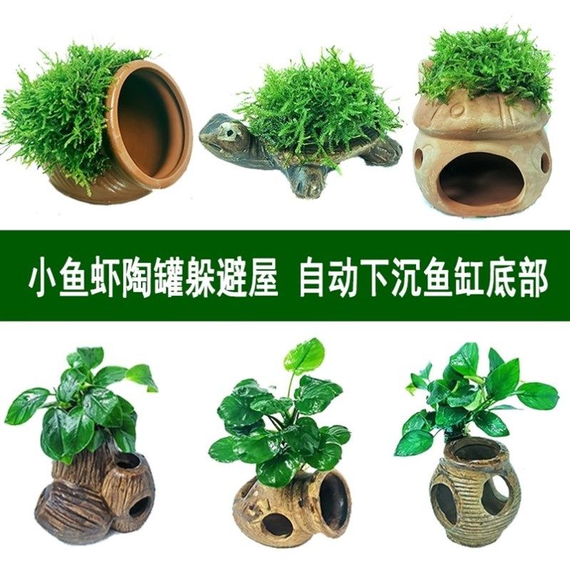 斗鱼专用水草鱼缸装饰造景水生植物乌龟缸造景绿植办公室鱼缸莫斯