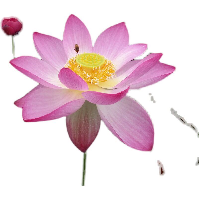 小型和微小型汝州老农花卉碗莲阳台花卉水养盆栽荷花盆栽带花苞