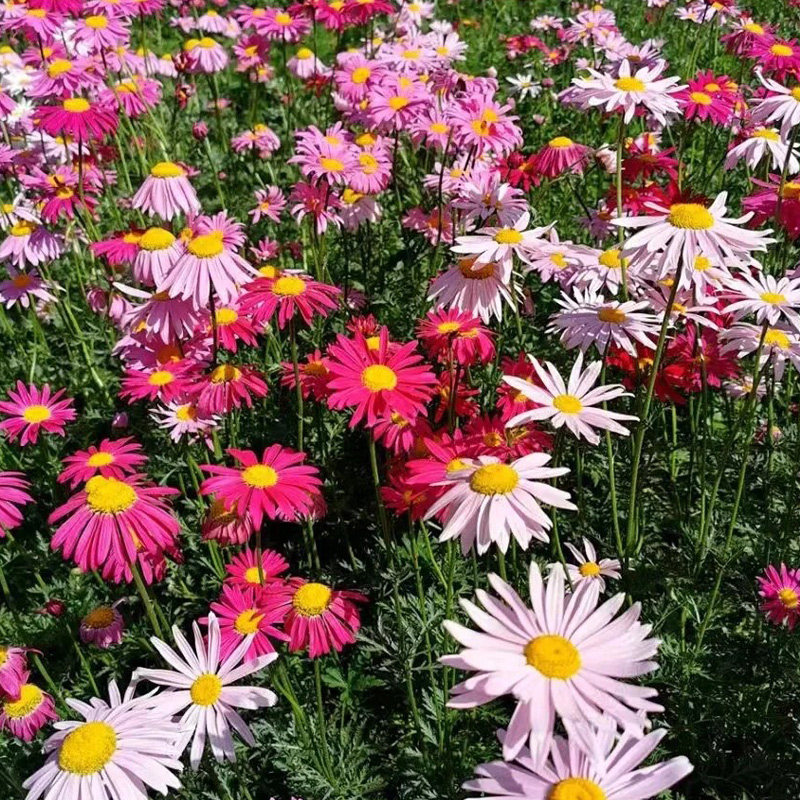 除虫菊种子300粒 驱虫草种籽多年生可切花室外阳台盆栽春秋季易播