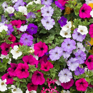 矮牵牛种子5000粒 春秋易播种好养活花籽室外阳台盆栽 喇叭花种子