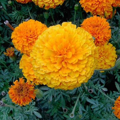 万寿菊种子300粒花海种籽
