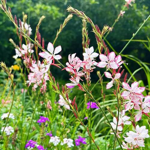 山桃草种子50粒满9.8元包邮