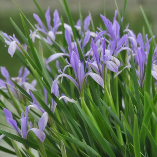 马兰花种子30粒 室内盆栽花种籽 室外春季播种好养活马蔺花卉种子