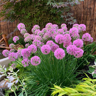 小花葱种子600粒 室外花园花坛花境春秋季好养活室内阳台盆栽花籽