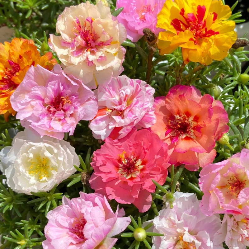 复瓣太阳花种子5000粒 室内阳台盆栽 室外花园春秋好播种花卉花子