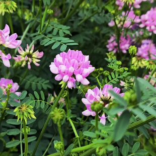 小冠花种子200粒 紫云英室外花园花坛花境好养活室内阳台盆栽花籽