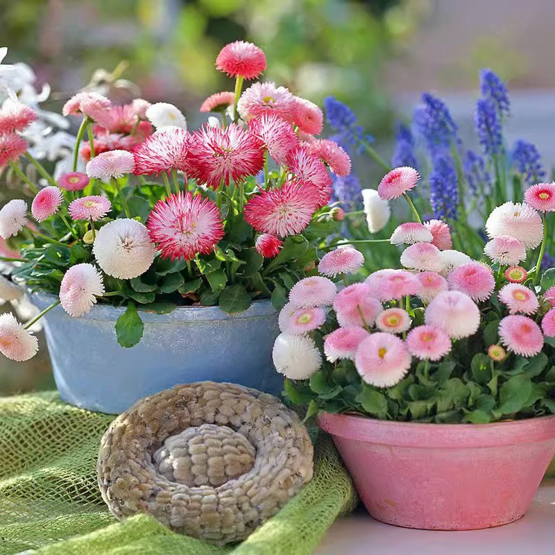 雏菊种子3000粒  地被植物种籽 春秋易播种 室外阳台盆栽花卉种子