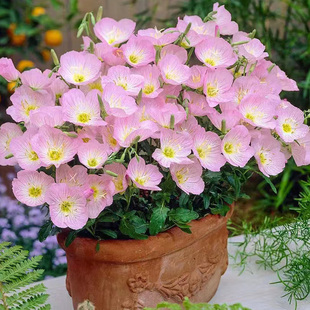 美丽月见草种子2000粒室内阳台盆栽室外花园春秋播多年生宿根花籽