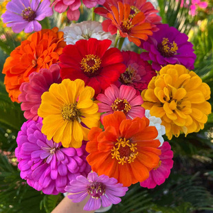 大花百日草种子80粒花坛花境种籽春秋室外阳台盆栽好养活花卉种子