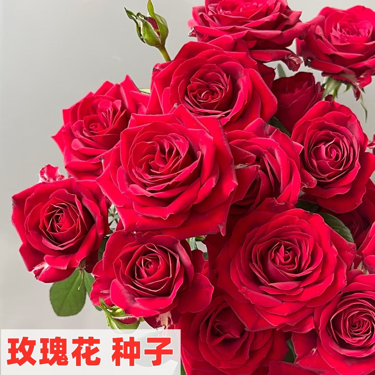 玫瑰花种子四季开花易活花种籽子室内盆栽室内外庭院绿植鲜花种子