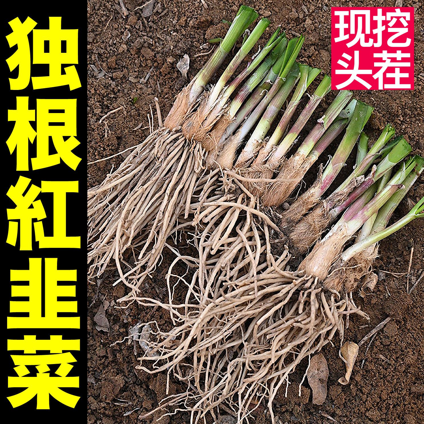 现挖头茬韭菜根寿光独根红韭菜根种子盆栽蔬菜四季阳台细根香韭