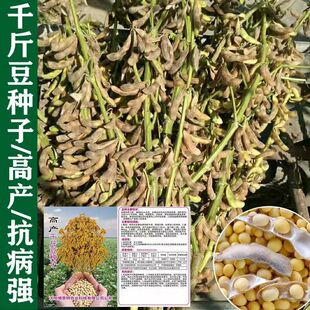 千斤豆黄豆种子早黄豆种子农家自种大豆种籽特大高产早熟抗病【3