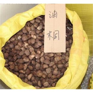 新采油桐树种子桐油树林木种籽子经济作物炼油药用园林庭院绿化