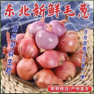 精选东北毛葱农家种植新鲜现挖特产小洋葱头圆红葱头小毛葱蘸酱菜
