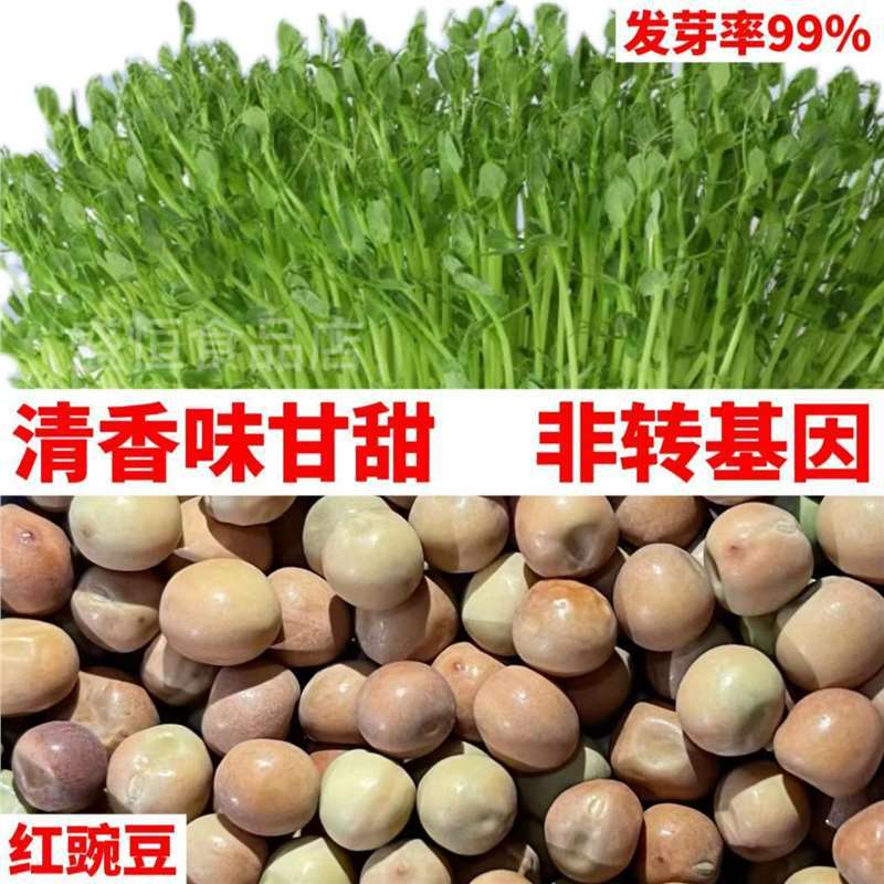 新红麻豌豆发芽豆豌豆尖豌豆苗多次采收水培土培四季芽苗蔬菜