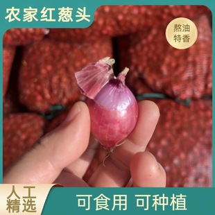 正宗东北农家笨毛葱特产黑龙江省东北毛葱小毛葱香葱头红葱头火葱