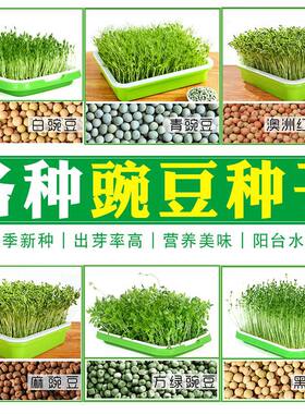 豌豆种籽蔬菜豌豆尖种孑芽苗菜种子四季种白豌豆麻豌豆阳台