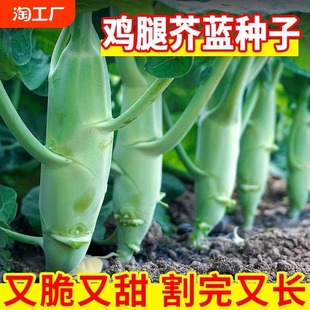 鸡腿芥兰种子芥兰菜种籽潮汕红芥蓝菜籽甜芯绿芥蓝种孑四季蔬菜籽