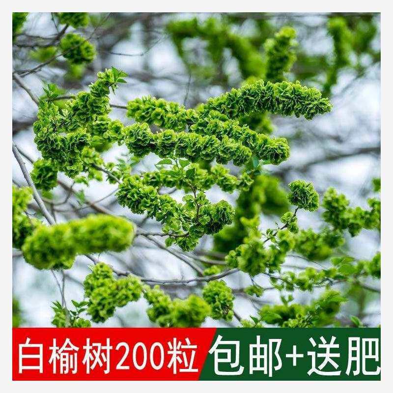 林木种子 榆树种子 白榆种子 家榆 榆钱树种子 金叶榆 榔榆种子