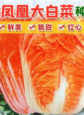 红色大白菜火凤凰种子种籽孑四季耐热秋季胶州抗热蔬菜