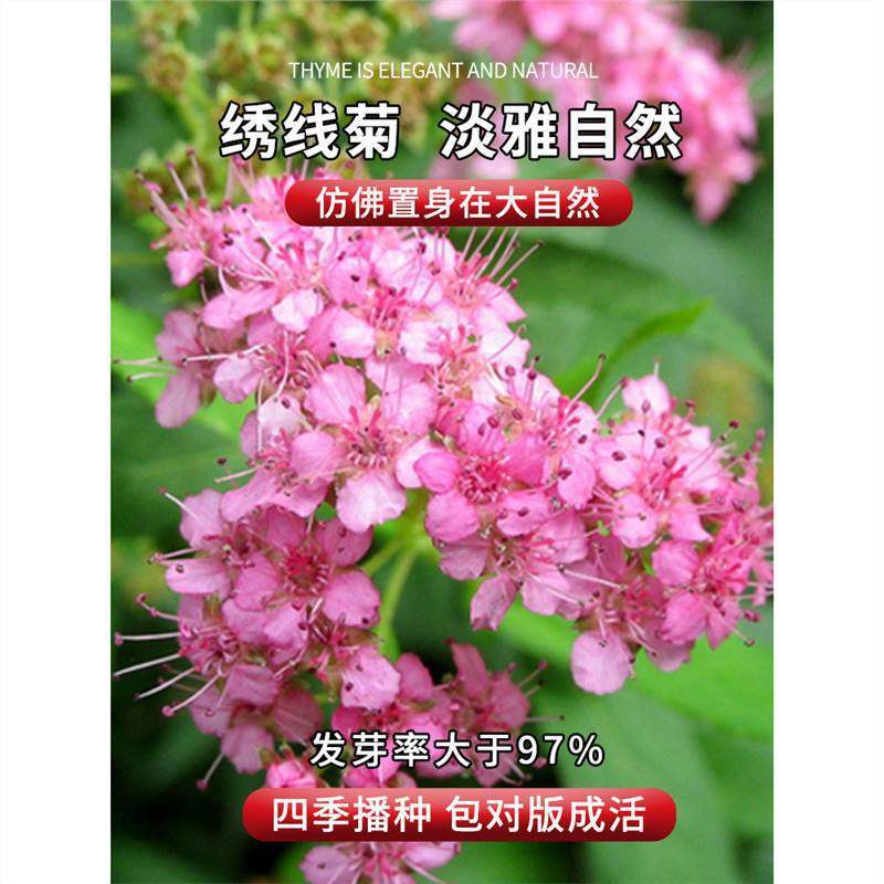 粉色绣线菊种子优质林木又名珍珠梅种子马尿骚花籽景观花海种子