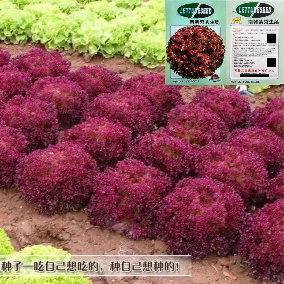 奶香紫叶生菜原装正品耐热耐寒生菜种子沙拉菜四季蔬菜籽耐高温